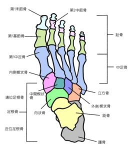 足根骨の調整