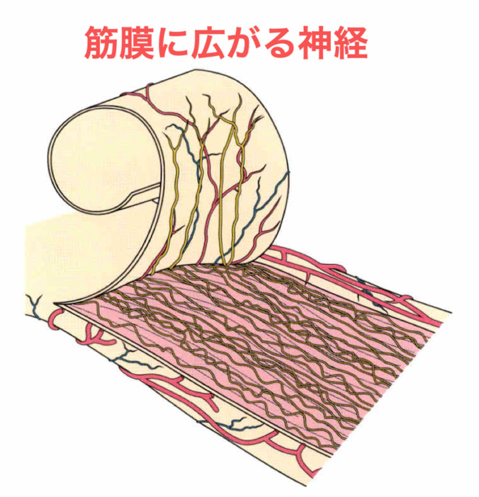 筋膜に広がる神経